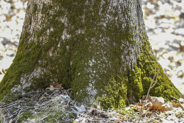 Should you worry about  lichens, moss, algae on trees?